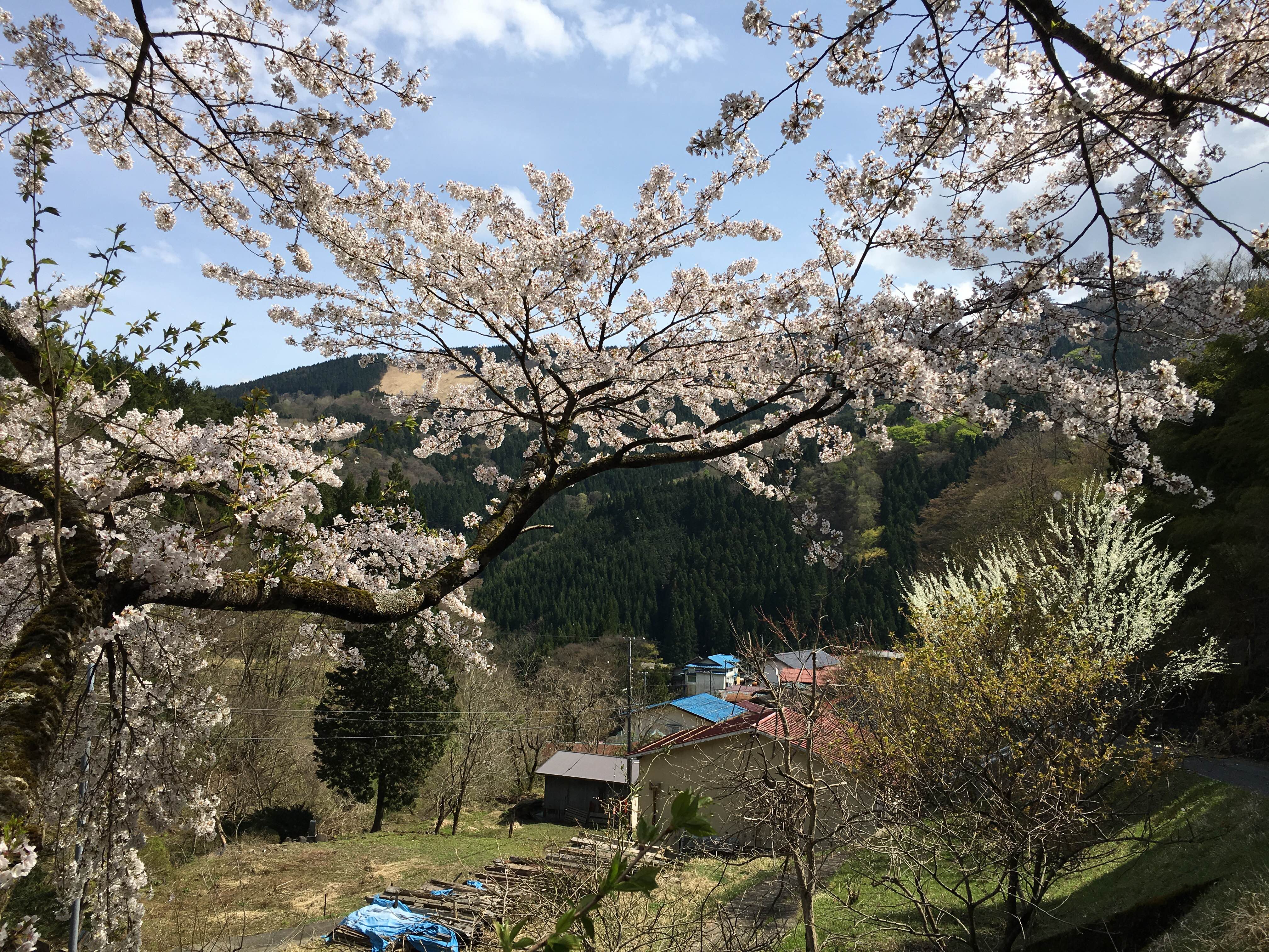 ハチ高原　ゴールデンウイーク前の様子